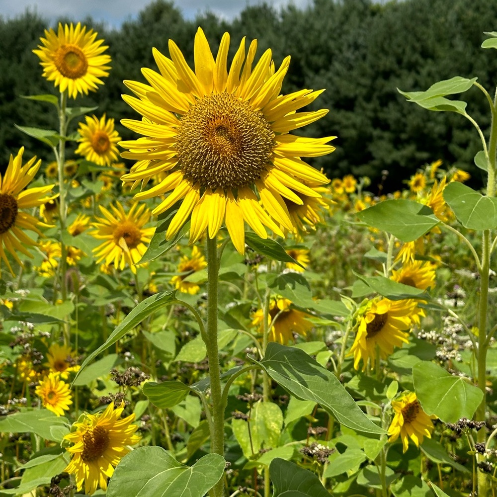 Meet your Posher, Annette